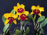 Blc. Hans Kunning – Blooming Size - Orchid Design