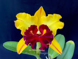 Blc. Hans Kunning – Blooming Size - Orchid Design