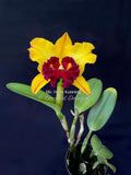 Blc. Hans Kunning – Blooming Size - Orchid Design