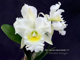 Cattleya Blc. Hawaii Island Bride '#1' White, Fragrant - Orchid Design