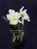 Cattleya Blc. Hawaii Island Bride '#1' White, Fragrant - Orchid Design