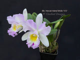 Cattleya Blc. Hawaii Island Bride '#32', Fragrant - Orchid Design