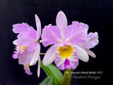 Cattleya Blc. Hawaii Island Bride '#32', Fragrant - Orchid Design