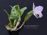 Cattleya Blc. Hawaii Island Bride '#32', Fragrant - Orchid Design