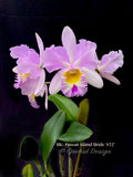 Cattleya Blc. Hawaii Island Bride '#32', Fragrant - Orchid Design