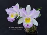 Cattleya Blc. Hawaii Island Bride '#32', Fragrant - Orchid Design