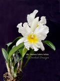 Rlc. Mahina Yahiro – White Cattleya Fragrant - Orchid Design