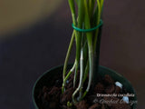 Brassavola cucullata – Species, Fragrant! - Orchid Design
