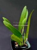 Cattleya Canhamiana Blue – Rare and fragrant! - Orchid Design