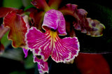 Cattleya schilleriana – Species – Fragrant - Orchid Design