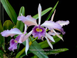 Cattleya Canhamiana Blue – Rare and fragrant! - Orchid Design