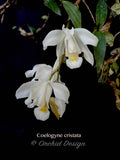 Coelogyne cristata – Species, Fragrant - Orchid Design