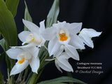 Coelogyne mooreana 'Brockhurst' FCC/RHS Fragrant! - Orchid Design