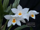 Coelogyne mooreana 'Brockhurst' FCC/RHS Fragrant! - Orchid Design