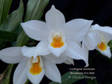 Coelogyne mooreana 'Brockhurst' FCC/RHS Fragrant! - Orchid Design