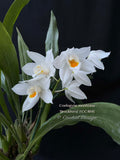 Coelogyne mooreana 'Brockhurst' FCC/RHS Fragrant! - Orchid Design