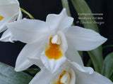 Coelogyne mooreana 'Brockhurst' FCC/RHS Fragrant! - Orchid Design