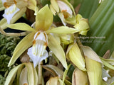 Coelogyne rochussenii  – Species, Floral fragrant - Orchid Design