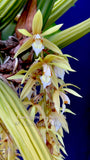 Coelogyne rochussenii  – Species, Floral fragrant - Orchid Design