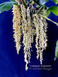 Coelogyne rochussenii  – Species, Floral fragrant - Orchid Design