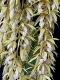 Coelogyne rochussenii  – Species, Floral fragrant - Orchid Design