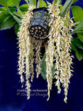 Coelogyne rochussenii  – Species, Floral fragrant - Orchid Design