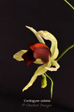 Coelogyne usitana – The "Bird in Flight" Orchid – Rare Species - Orchid Design