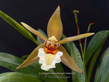 Coelogyne lawrenceana – Rare, Fragrant! - Orchid Design