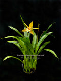 Coelogyne lawrenceana – Rare, Fragrant! - Orchid Design