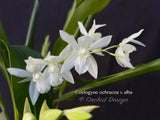 Coelogyne ochracea variety alba – Rare Species –Jasmin Fragrance - Orchid Design