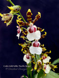 Odontocidium Wild Willie 'Pacific Bingo' – Unusual, Fragrant - Orchid Design
