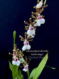 Odontocidium Wild Willie 'Pacific Bingo' – Unusual, Fragrant - Orchid Design