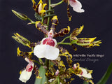 Odontocidium Wild Willie 'Pacific Bingo' – Unusual, Fragrant - Orchid Design