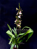 Odontocidium Wild Willie 'Pacific Bingo' – Unusual, Fragrant - Orchid Design