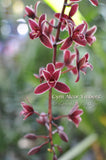 Cymbidium Alcor 'Embers' HCC/AOS, B/CSA Pendant, vanilla fragrance! - Orchid Design