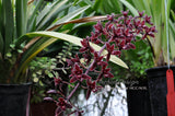Cymbidium Alcor 'Embers' HCC/AOS, B/CSA Pendant, vanilla fragrance! - Orchid Design