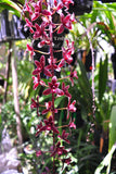 Cymbidium Alcor 'Embers' HCC/AOS, B/CSA Pendant, vanilla fragrance! - Orchid Design