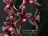Cymbidium Alcor 'Embers' HCC/AOS, B/CSA Pendant, vanilla fragrance! - Orchid Design
