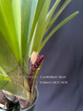 Cymbidium Alcor 'Embers' HCC/AOS, B/CSA Pendant, vanilla fragrance! - Orchid Design