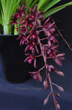 Cymbidium Australian Midnight 'Tinonee' HCC/AOS - Orchid Design
