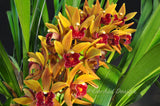 Pendulous Cymbidium Avant Garde 'Geyserland' - Orchid Design