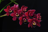 Cymbidium Black Silk 'Dreamer' - Orchid Design