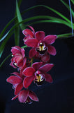 Cymbidium Black Silk 'Dreamer' - Orchid Design