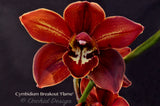 Cymbidium Breakout 'Flame' – Burgundy Red - Orchid Design