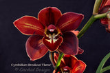 Cymbidium Breakout 'Flame' – Burgundy Red - Orchid Design