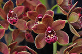 Cymbidium Doctor Len 'Dusty Imp' AM/AOS – Pendulous - Orchid Design