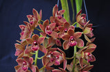 Cymbidium Doctor Len 'Dusty Imp' AM/AOS – Pendulous - Orchid Design