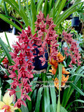 Cymbidium Dorothy Stockstill 'Audience' – Pendulous - Orchid Design