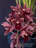 Cymbidium Dorothy Stockstill 'Audience' – Pendulous - Orchid Design