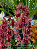 Cymbidium Dorothy Stockstill 'Audience' – Pendulous - Orchid Design